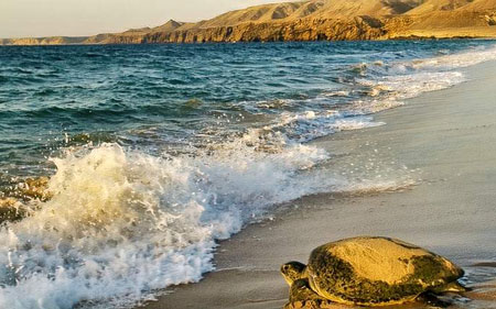 Oman