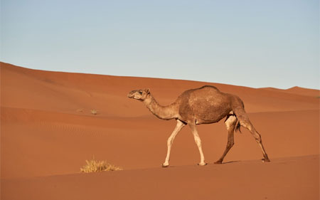 Oman